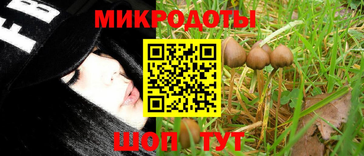 Псилоцибиновые грибы Psilocybe Сертолово